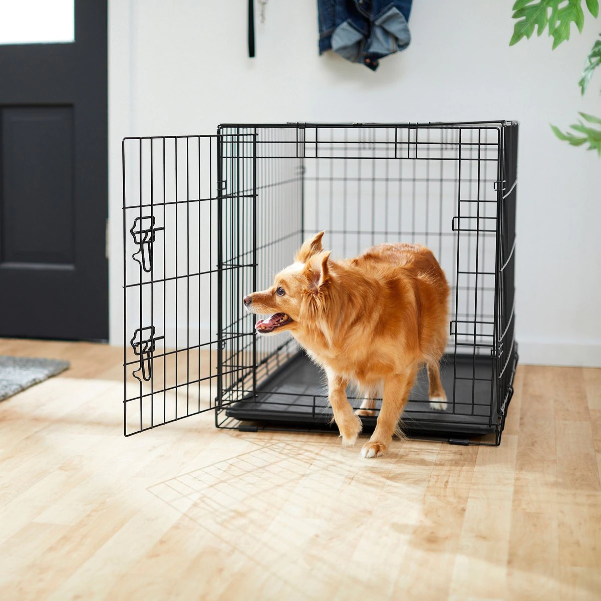 Frisco Fold & Carry Single Door Collapsible Wire Dog Crate. 36 x 23 x 25 Inches
