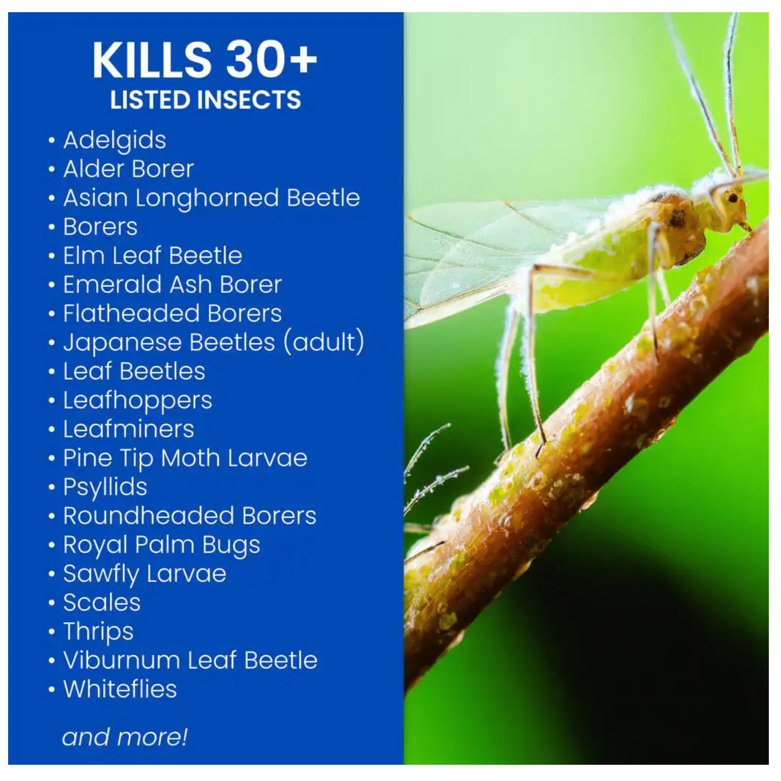 BioAdvanced 1 Gal. Concentrated Tree and Shrub Insect Control Landscape Formula