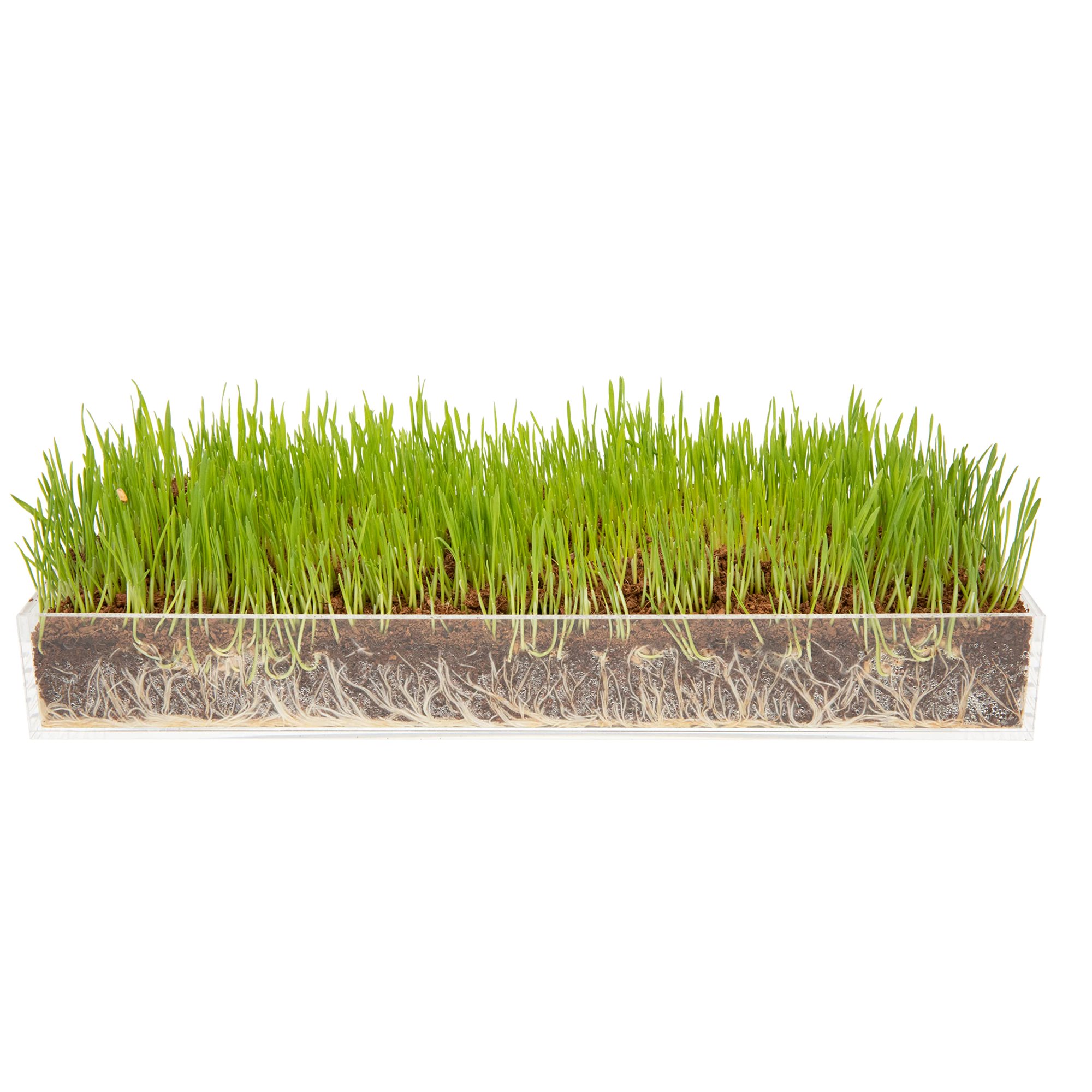Window Garden Organic Wheatgrass Grow And Serve Kit Plant