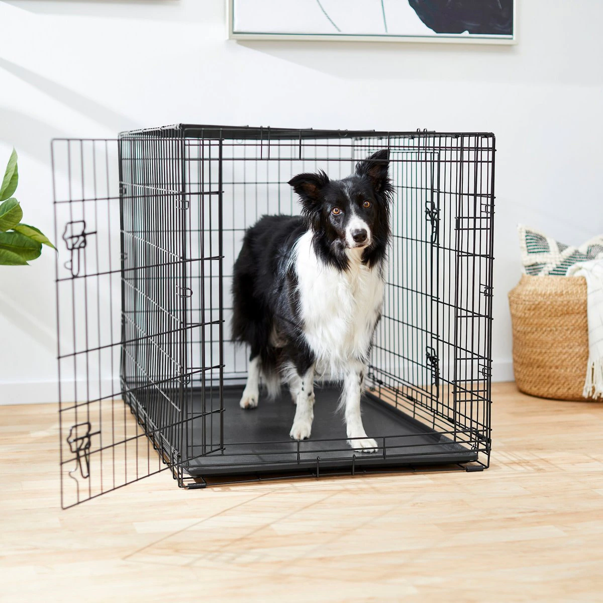 Frisco Fold & Carry Double Door Collapsible Wire Dog Crate. 42 x 28 x 30 Inches