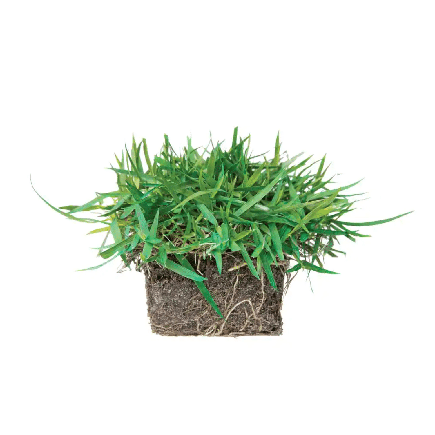 SodPods Zoysia Grass Plugs (64-Count) Natural. Affordable Lawn Improvement
