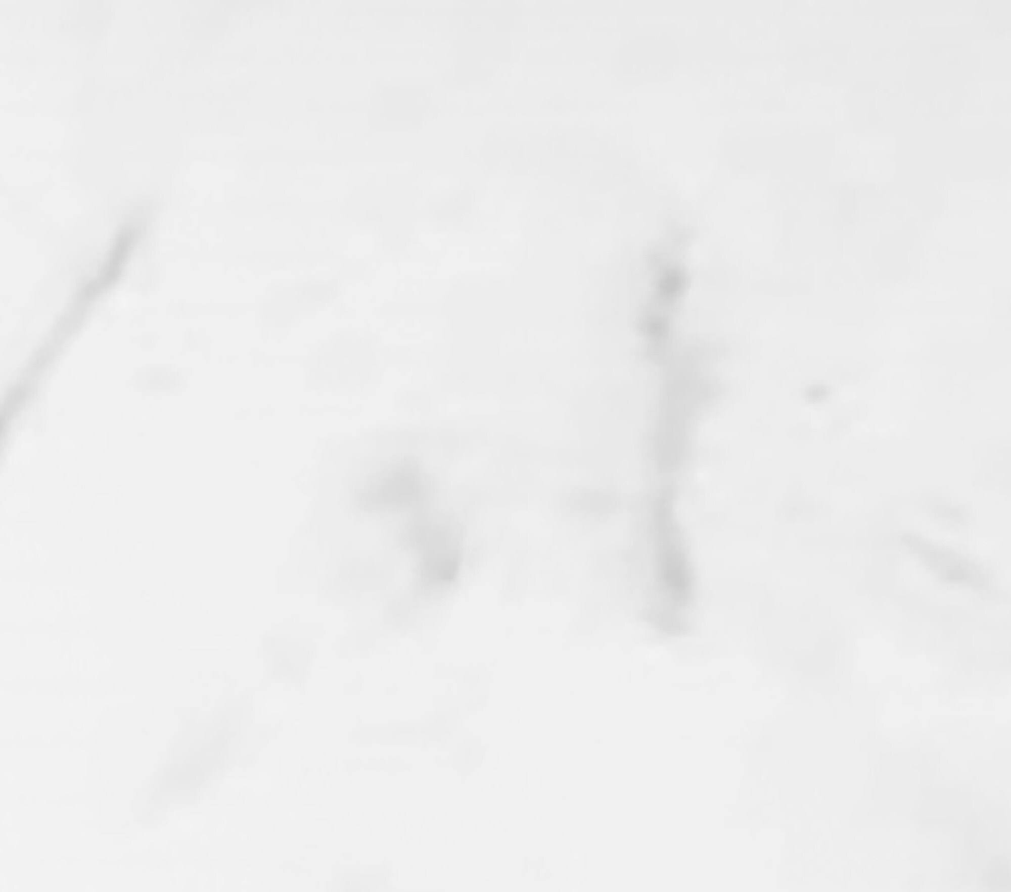 Winette 49 in. W x 22 in. D Engineered Stone Composite Vanity Top in Carrara White with White Rectangular Single Sink Marble | WVTLW49